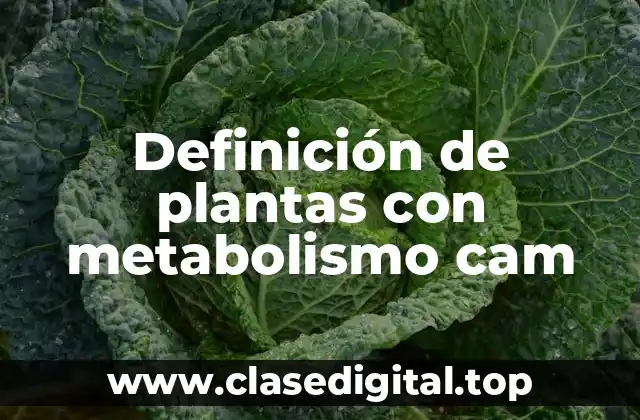 Definición de plantas con metabolismo cam