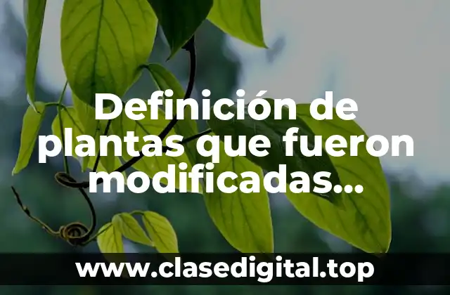 Definición de plantas que fueron modificadas mediante cruzas