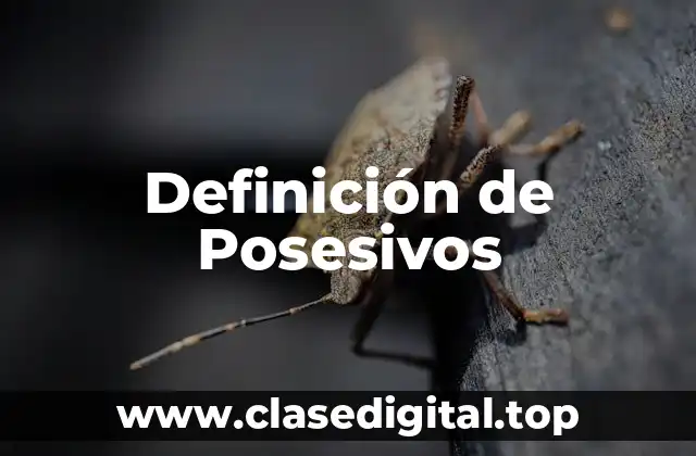 Ejemplos de Posesivos