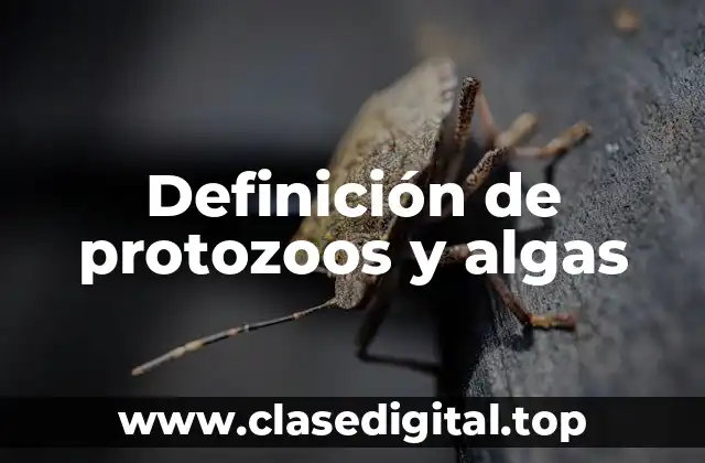 Definición de protozoos y algas