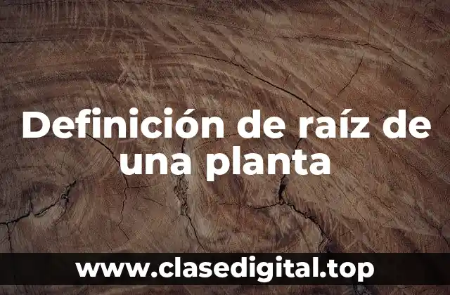 Definición de raíz de una planta