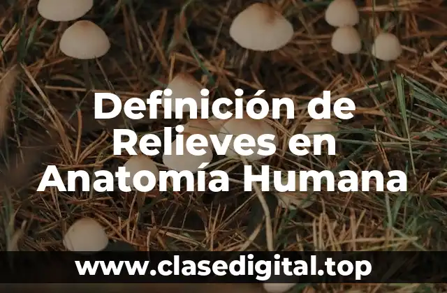 Definición de Relieves en Anatomía Humana
