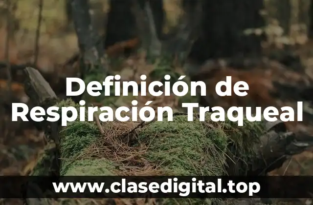 Definición de Respiración Traqueal