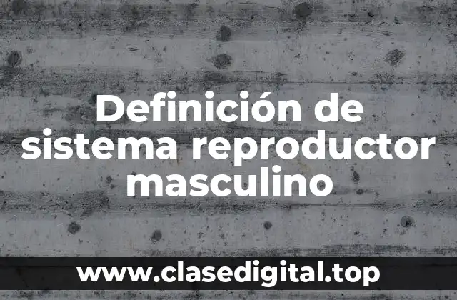 Definición de sistema reproductor masculino