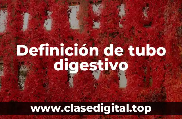 Definición de tubo digestivo