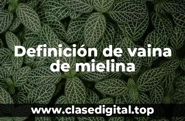 Definición de vaina de mielina