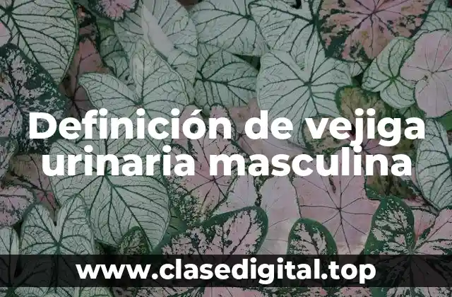 Definición técnica de vejiga urinaria masculina
