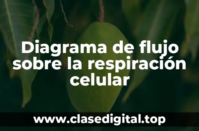 Diagrama de flujo sobre la respiración celular
