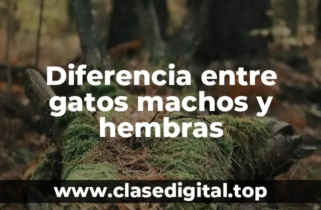 Diferencia entre gatos machos y hembras