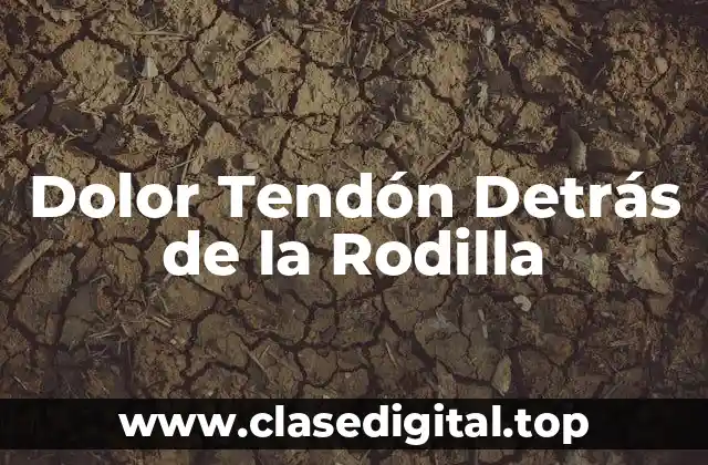 ¿Qué es el Tendón y Cuál es su Función?