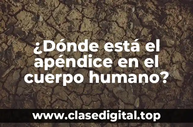 Anatomía del apéndice