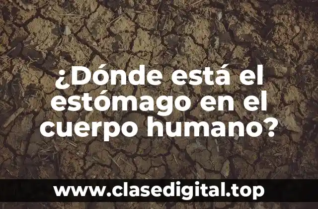 ¿Dónde está el estómago en el cuerpo humano?