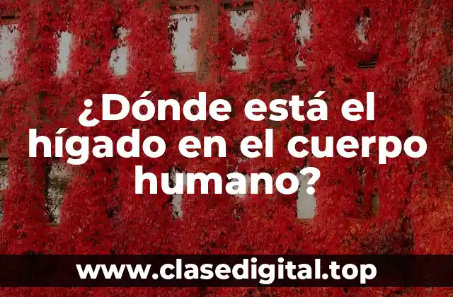 ¿Dónde está el hígado en el cuerpo humano?