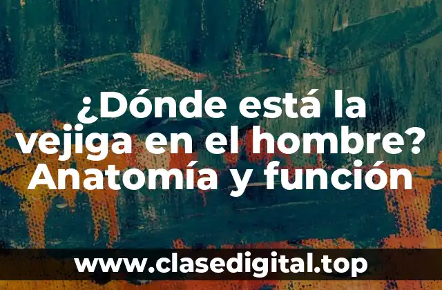 Anatomía de la vejiga urinaria en el hombre