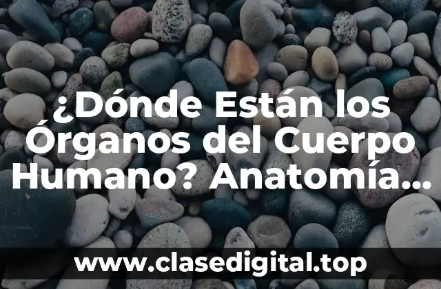 Órganos del Sistema Circulatorio