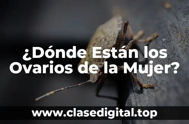 ¿Dónde Están los Ovarios de la Mujer?