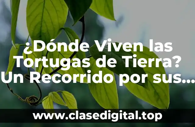 ¿Dónde Viven las Tortugas de Tierra? Un Recorrido por sus Hábitats Naturales