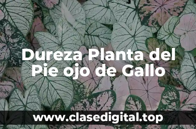 Dureza Planta del Pie ojo de Gallo