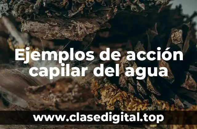 Ejemplos de acción capilar del agua