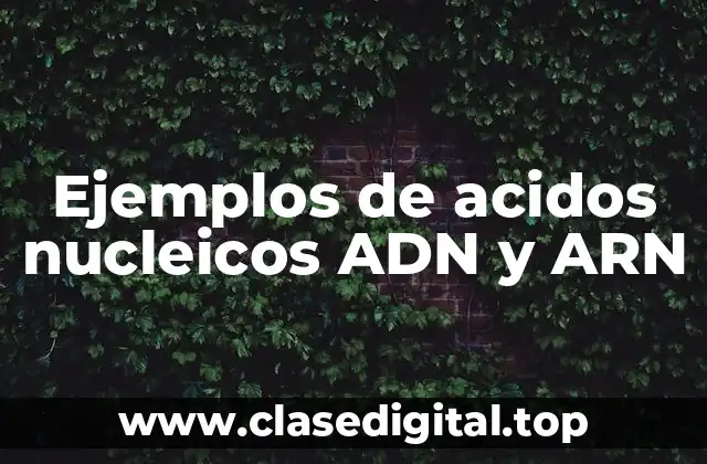 Ejemplos de acidos nucleicos ADN y ARN