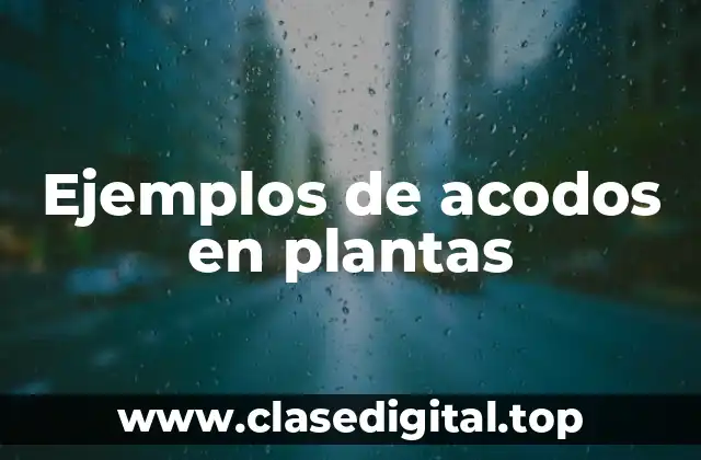 Ejemplos de acodos en plantas