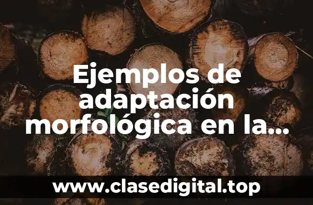Ejemplos de adaptación morfológica en la vida cotidiana