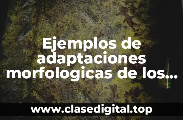 Ejemplos de adaptaciones morfologicas de los animales para su alimentación