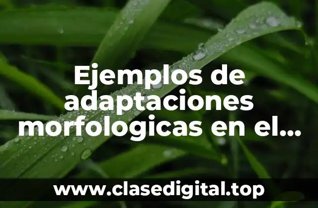 Ejemplos de adaptaciones morfologicas en el rinoceronte