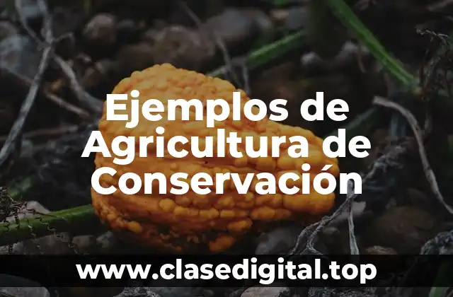 Ejemplos de Agricultura de Conservación