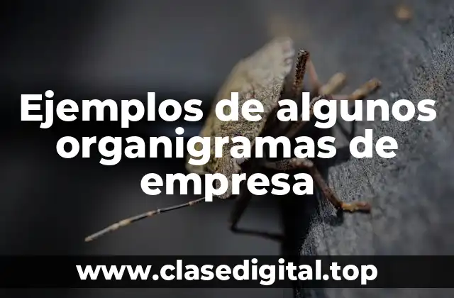 Ejemplos de algunos organigramas de empresa