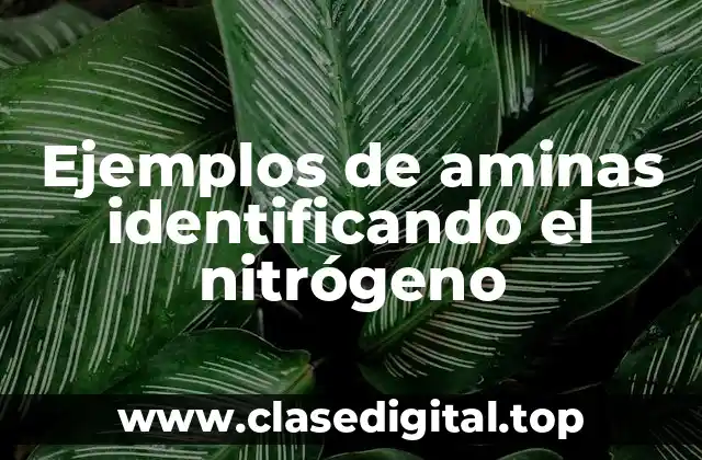 Ejemplos de aminas identificando el nitrógeno