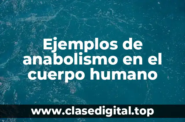 Ejemplos de anabolismo en el cuerpo humano