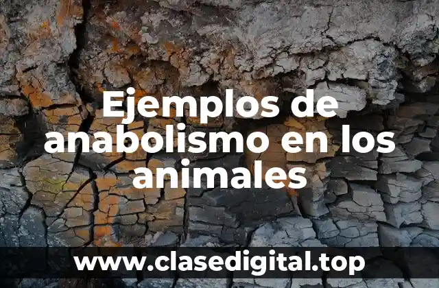 Ejemplos de anabolismo en los animales