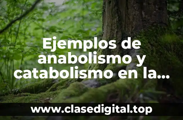 Ejemplos de anabolismo y catabolismo en la vida diaria