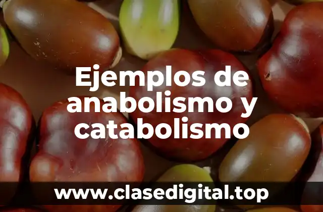 Ejemplos de anabolismo y catabolismo