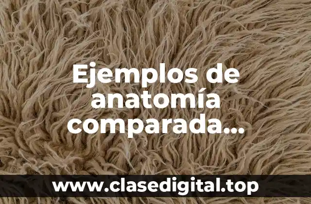 Ejemplos de anatomía comparada homóloga y Significado