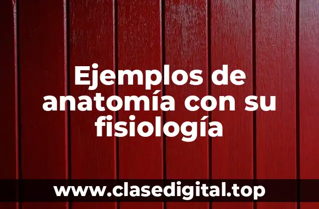 Ejemplos de anatomía con su fisiología