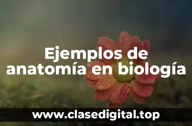 Ejemplos de anatomía en biología