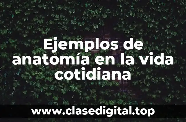 Ejemplos de anatomía en la vida cotidiana