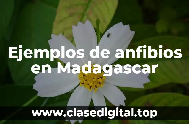 Ejemplos de anfibios en Madagascar