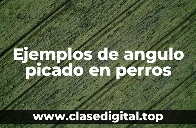 Ejemplos de angulo picado en perros