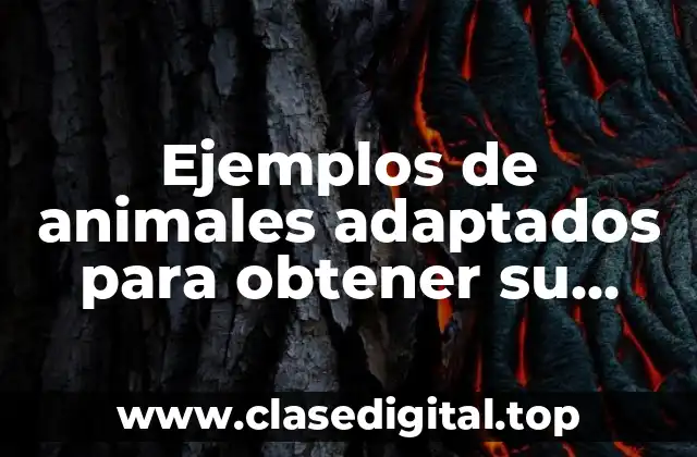 Ejemplos de animales adaptados para obtener su alimento