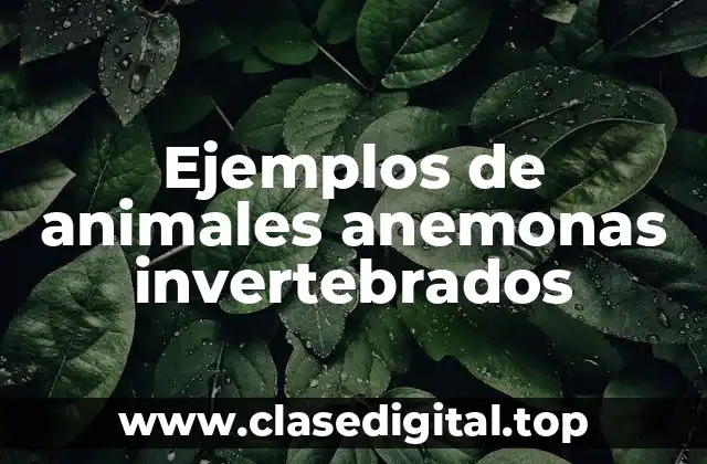 Ejemplos de animales anemonas invertebrados