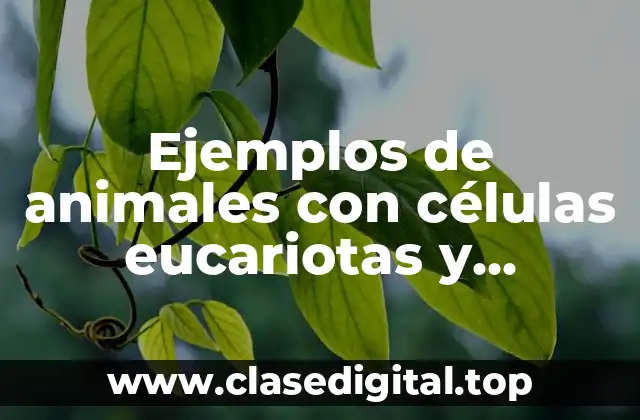 Ejemplos de animales con células eucariotas y Significado