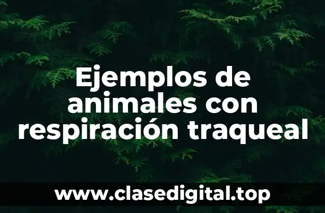 Ejemplos de animales con respiración traqueal