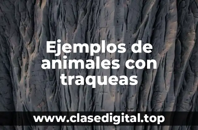 Ejemplos de animales con traqueas