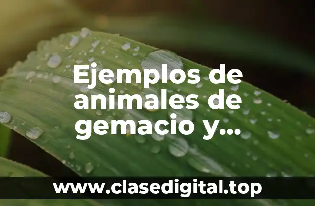 Ejemplos de animales de gemacio