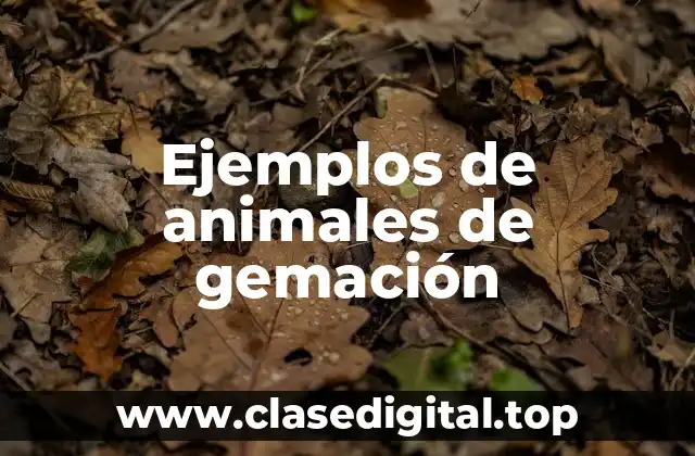 Ejemplos de animales de gemación