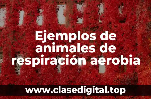 Ejemplos de animales de respiración aerobia