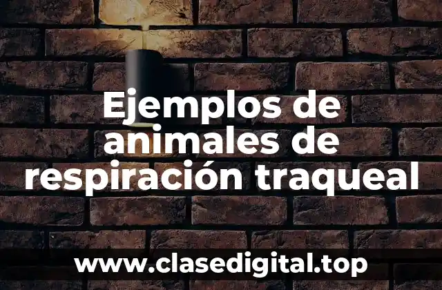 Ejemplos de animales de respiración traqueal